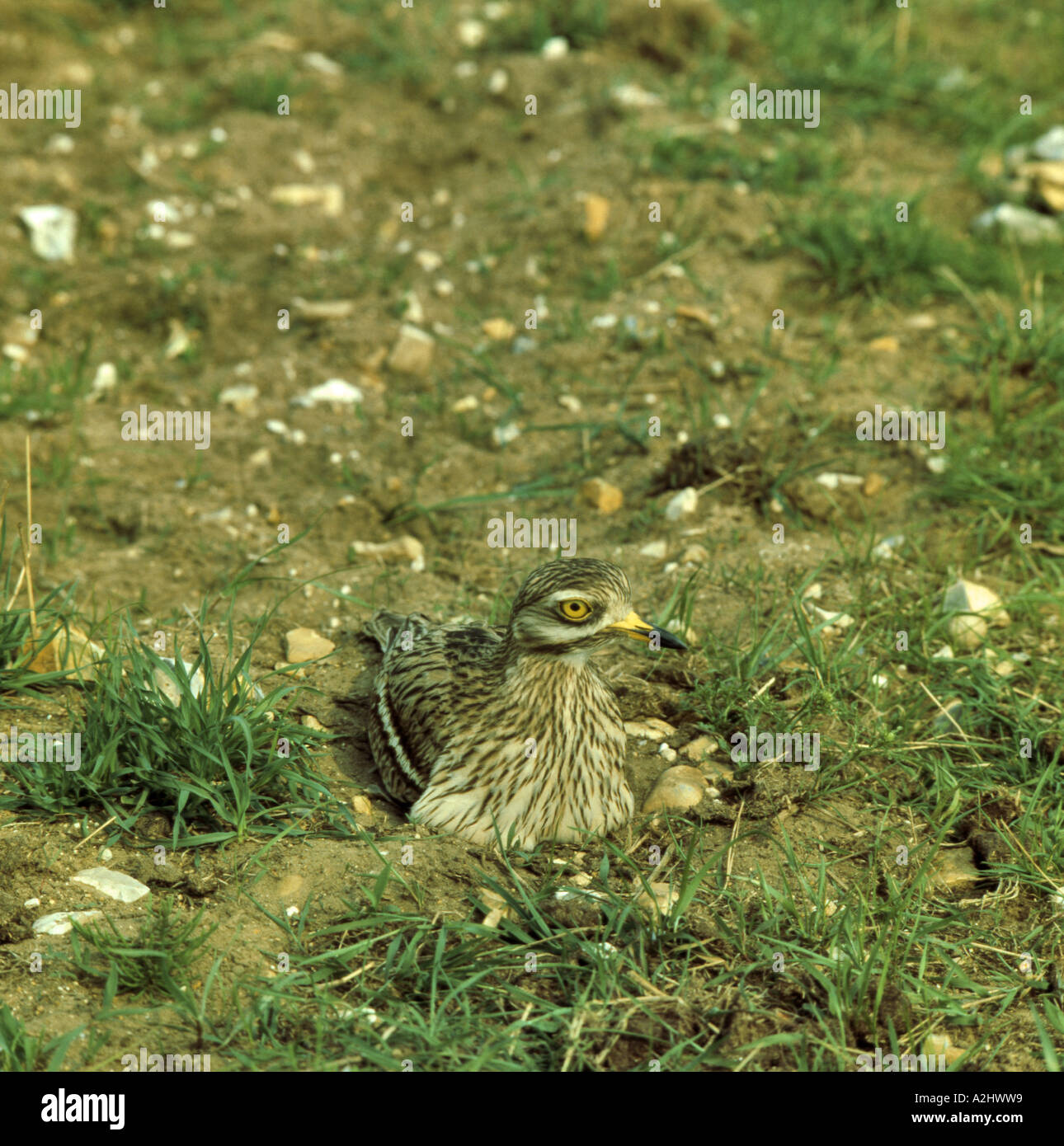 Stein-Brachvogel. Erwachsenen Inkubation von Eiern in Kratzen auf steinigen landwirtschaftlichen Boden Norfolk England Juli Stockfoto