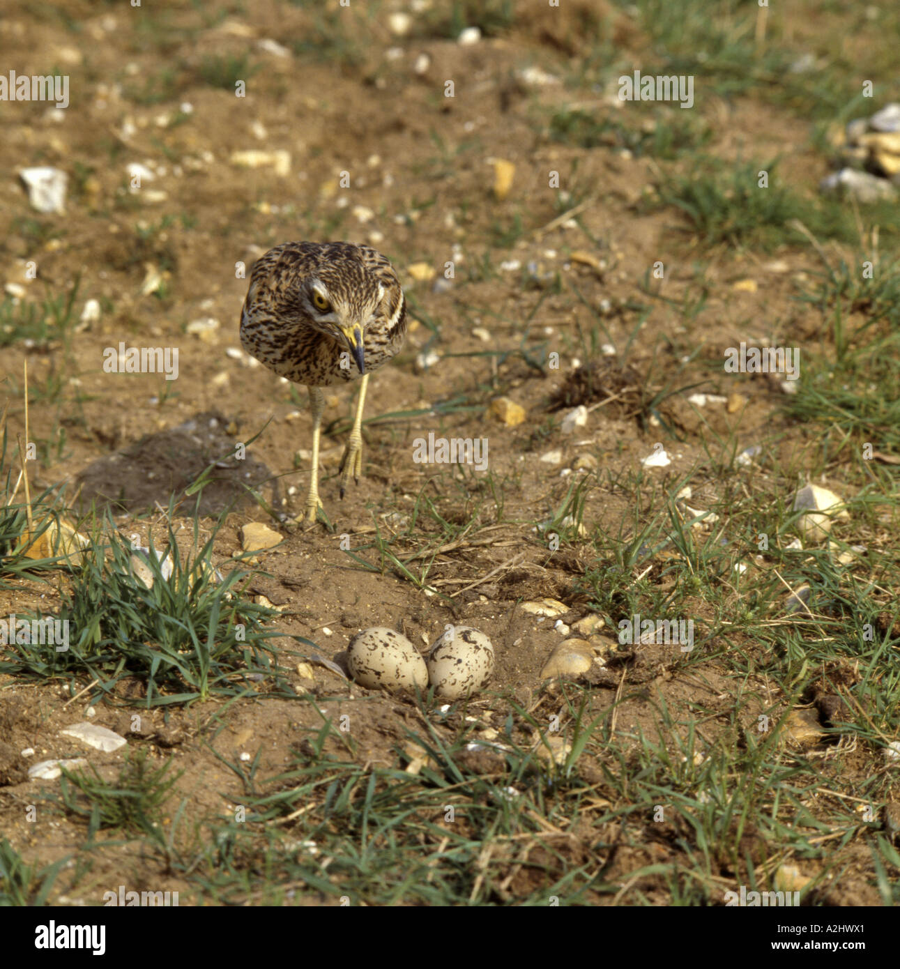 Stein-Brachvogel Approachng Nest mit Eiern in Kratzen auf steinigen landwirtschaftlichen Boden Norfolk England Juli Stockfoto