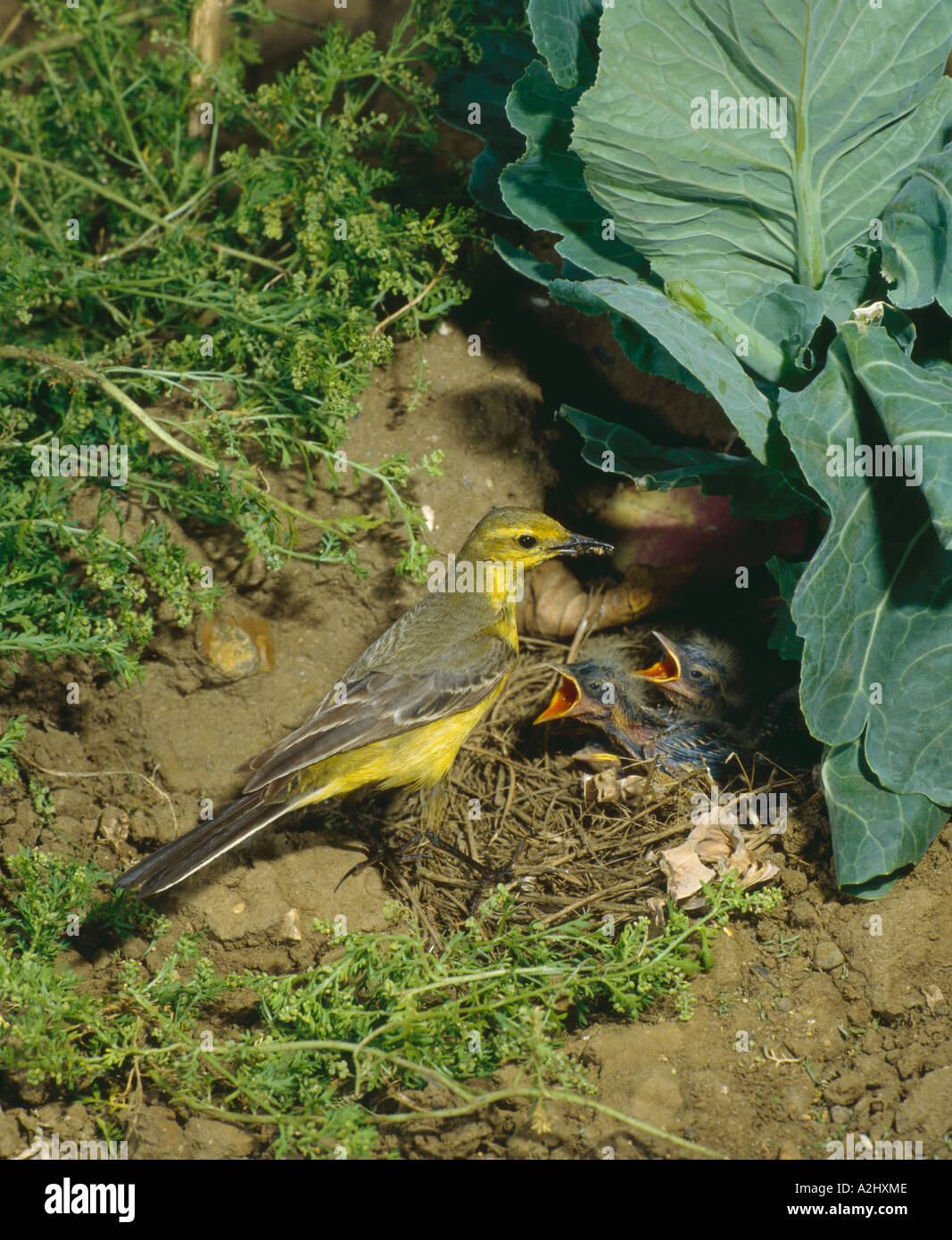 Weibliche Schafstelze am Nest im Frühjahr Grüns Fütterung junger Surrey England Juni Stockfoto