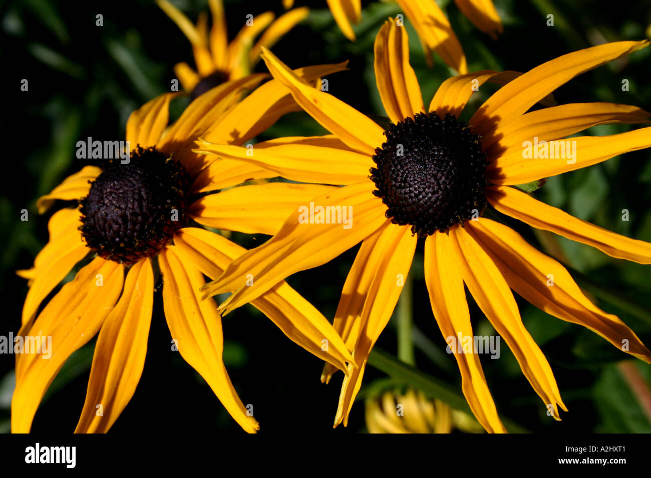 Zwerg-Musicbox-Sonnenblume Stockfoto