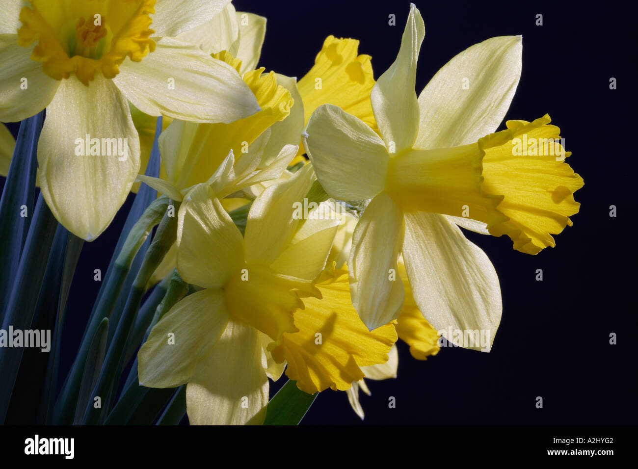 Narzisse Blumen im Frühling Stockfoto