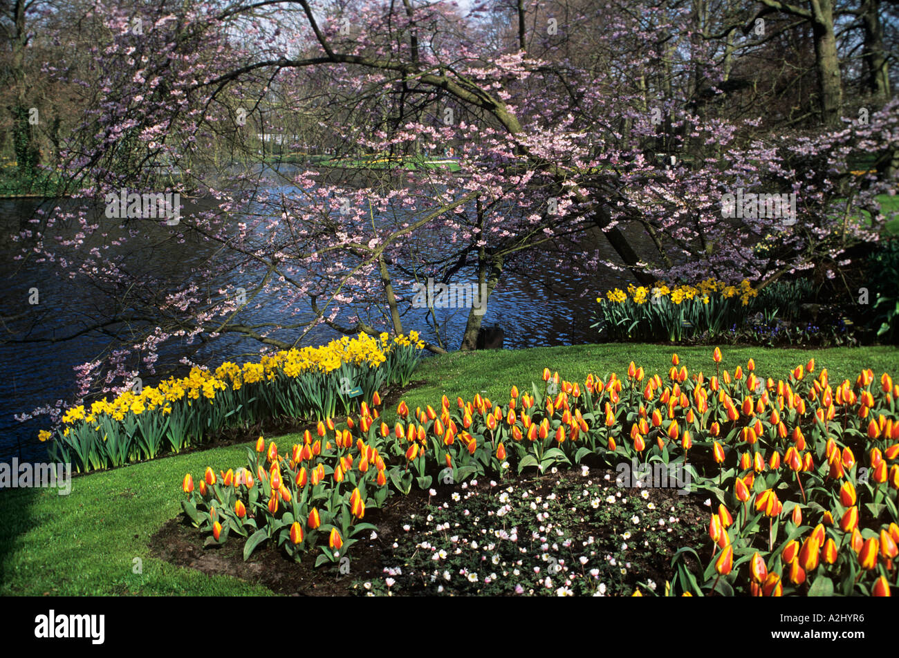 Ein Colouful Frühling Anzeige von Tulpen, Narzissen und anderen Frühlingsblumen in Keukenhof Gärten in der Nähe von Amsterdam Stockfoto