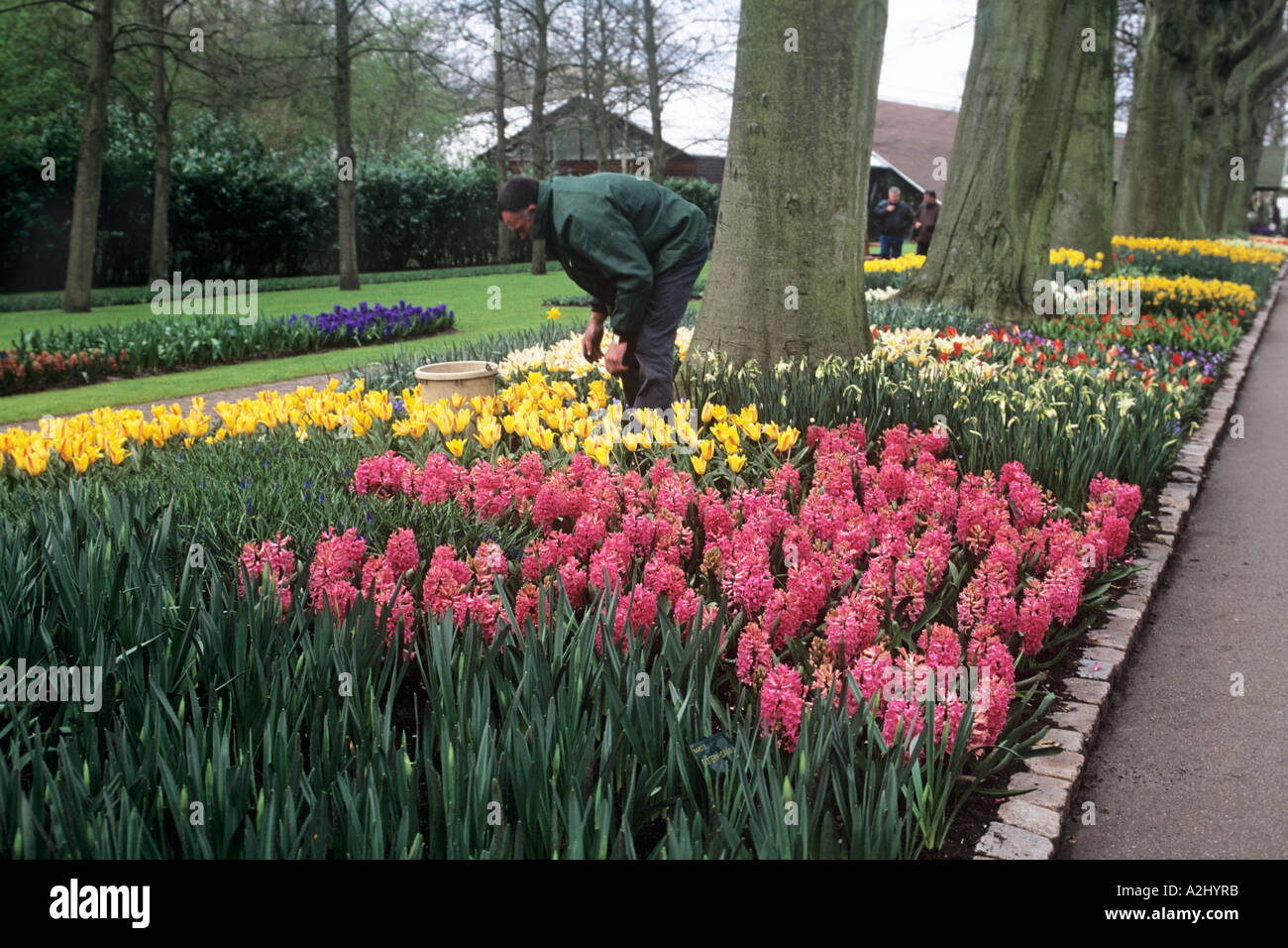Ein Gärtner in den Keukenhof Gärten in der Nähe von Amsterdam bei der Arbeit in hellen Betten von Tulpen und Hyazinthen Stockfoto