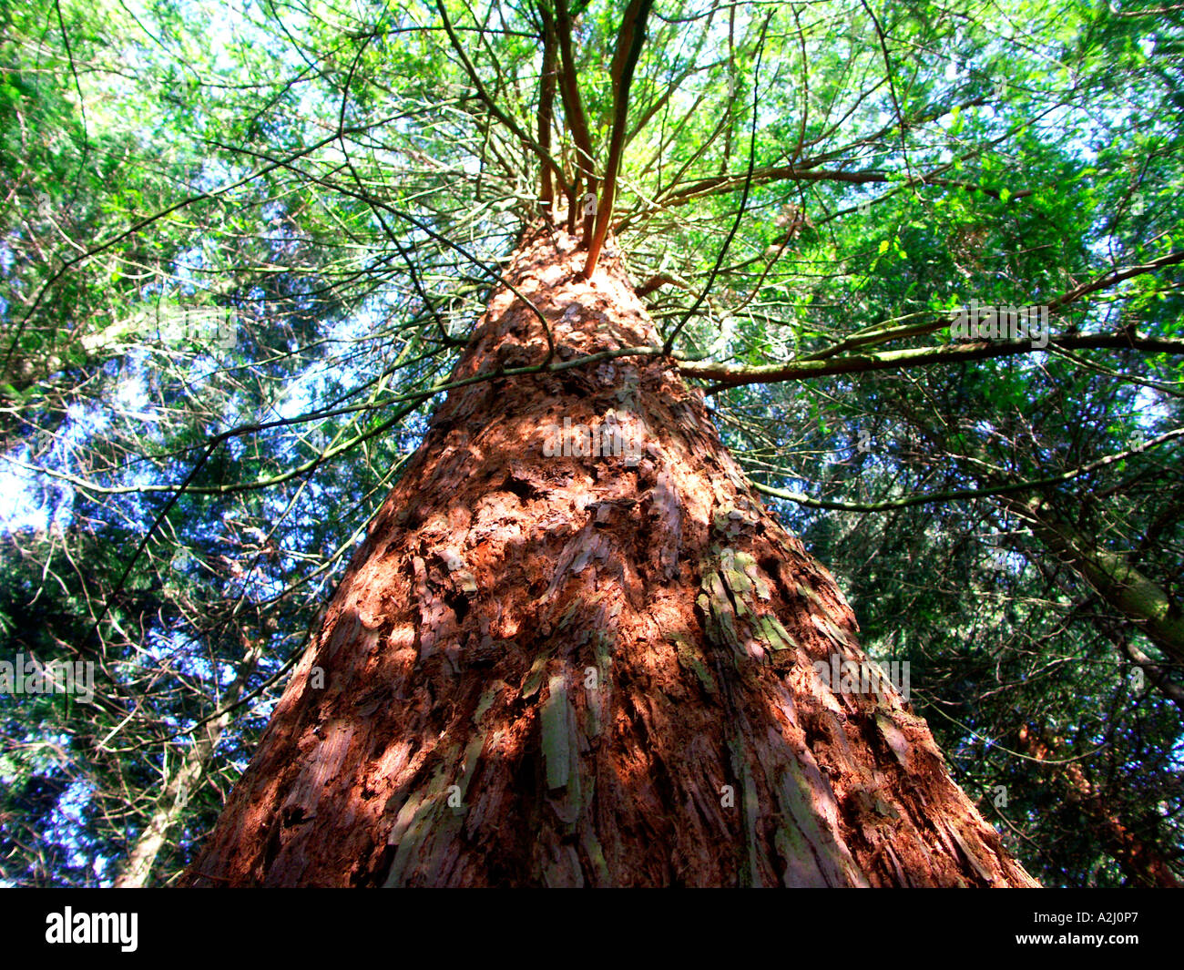 Riesigen Redwood-Sequoiadendron Giganteum im Privatwald Hanley schloss Malvern Worcestershire England Stockfoto