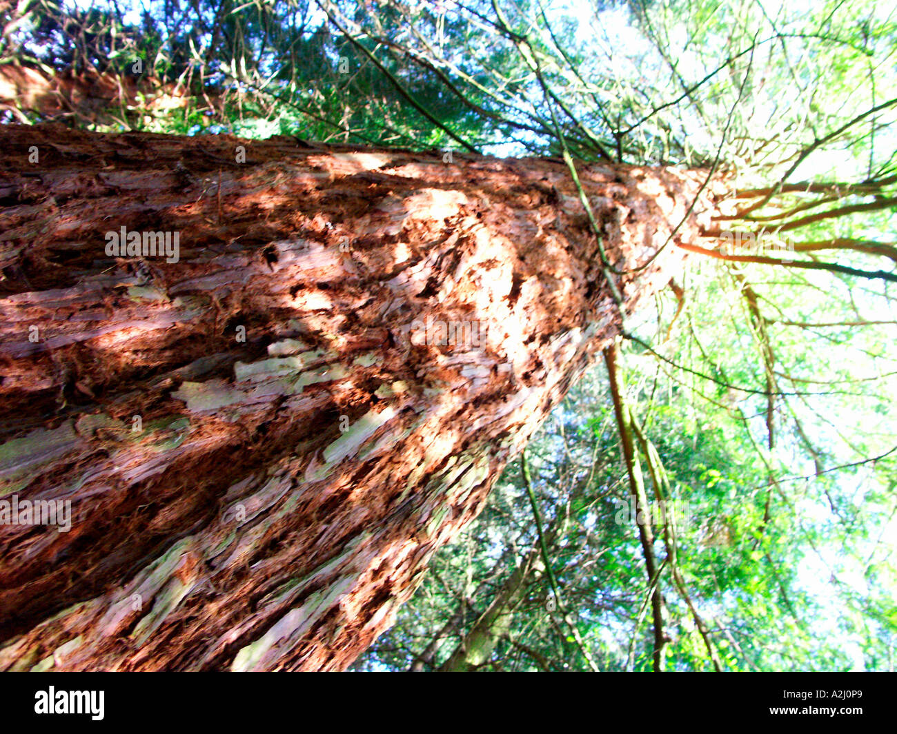 Riesigen Redwood-Sequoiadendron Giganteum im Privatwald Hanley schloss Malvern Worcestershire England Stockfoto