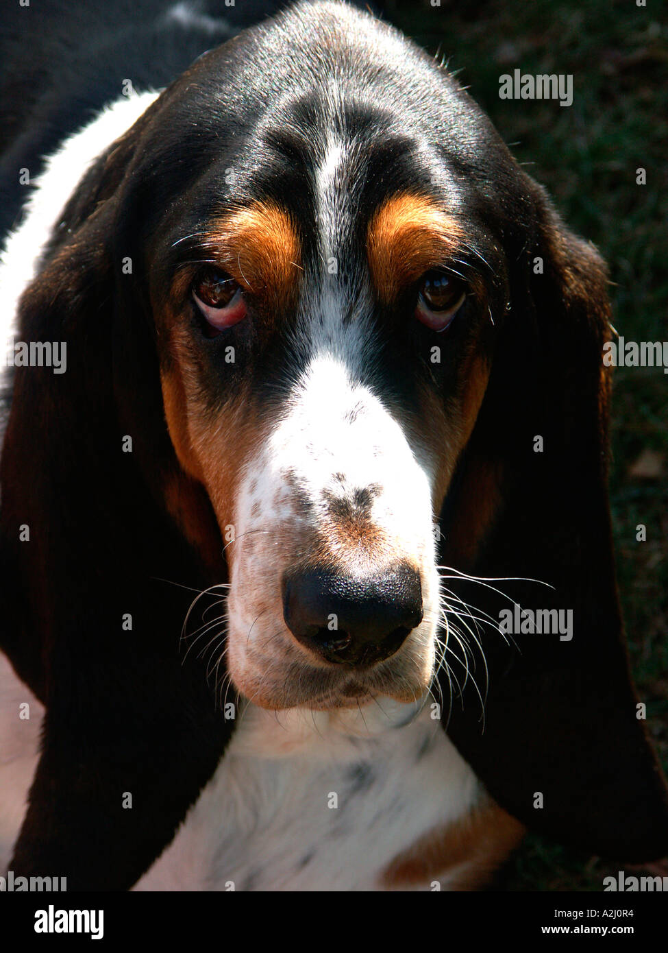 schöne Dame Basset Hound hanging out in Malvern herbstliche Blumenschau, Worcestershire uk 2005 Stockfoto