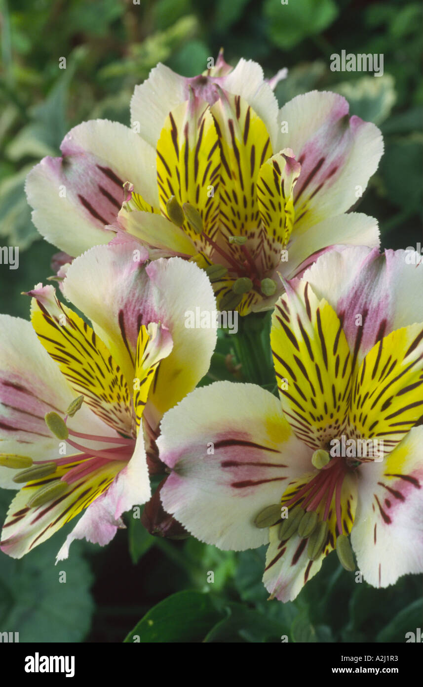 Alstroemeria "Little Miss Charlotte" Peruanische Lilie. Stockfoto