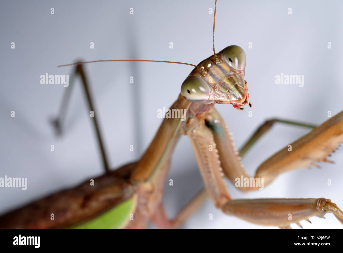 Gottesanbeterin Tenodera aridifolia Stockfoto