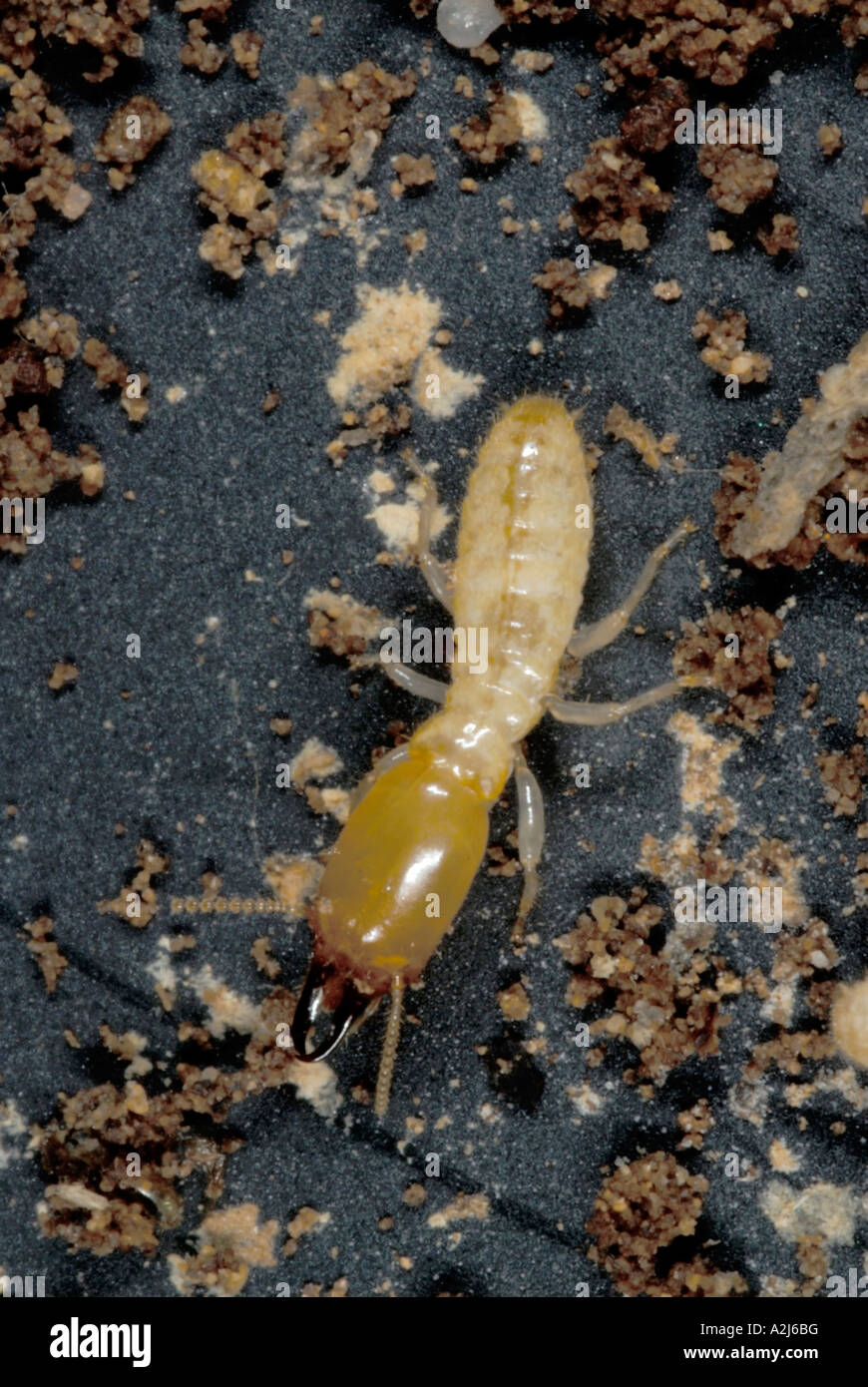 Östlichen unterirdische Termite Reticulitermes Stockfoto