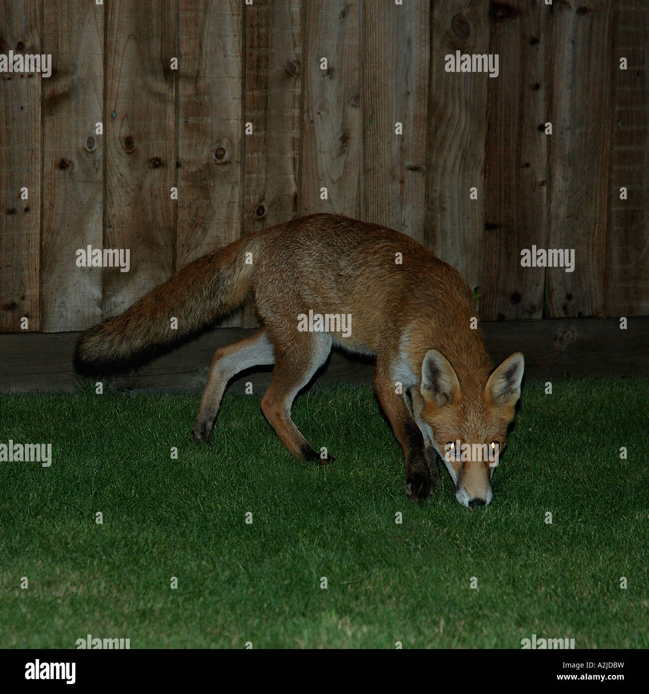 Fuchs im Garten Stockfoto