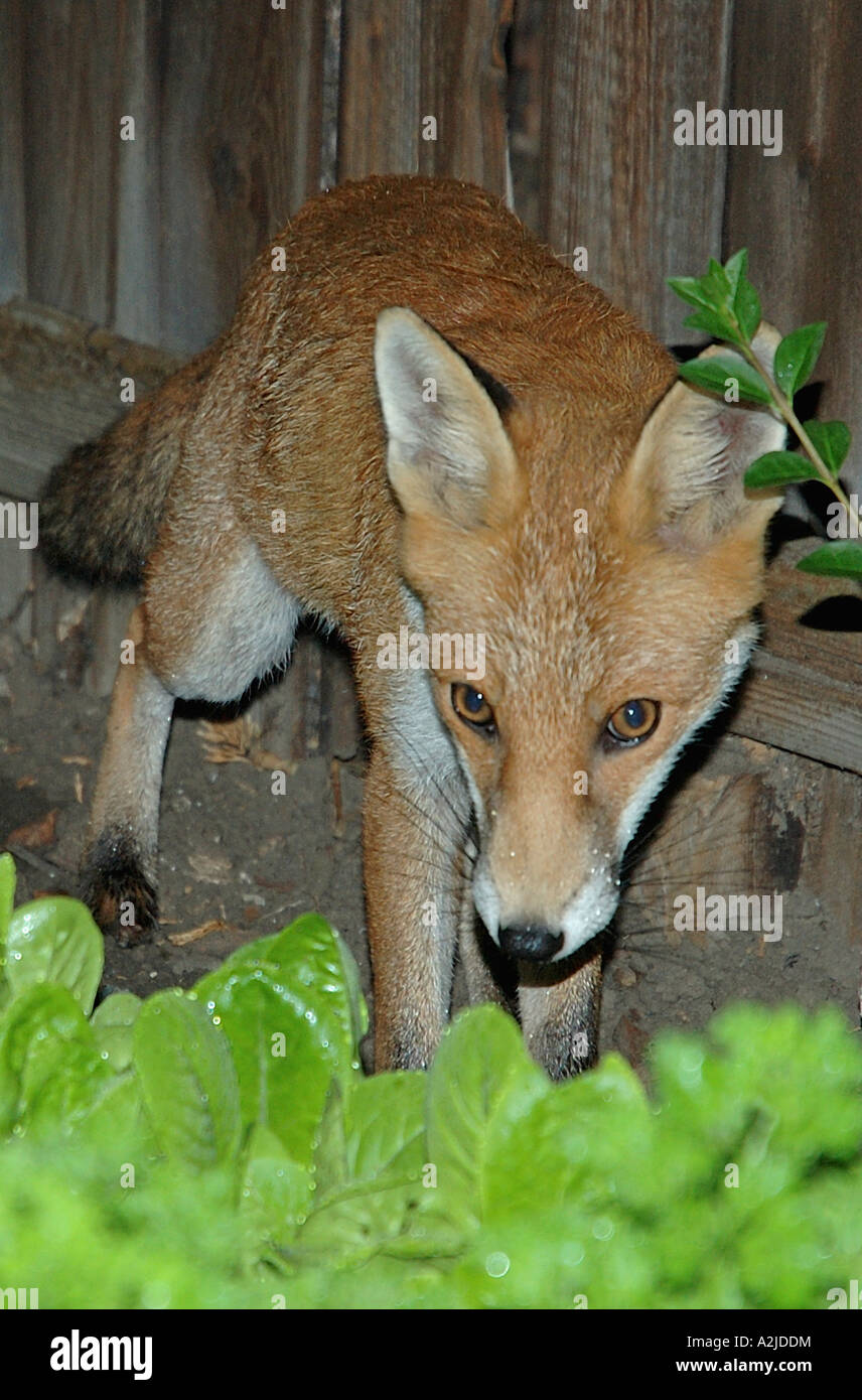 Fuchs im Garten Stockfoto