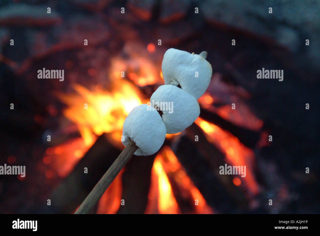 Rösten von Marshmallows über dem offenen Feuer Stockfoto