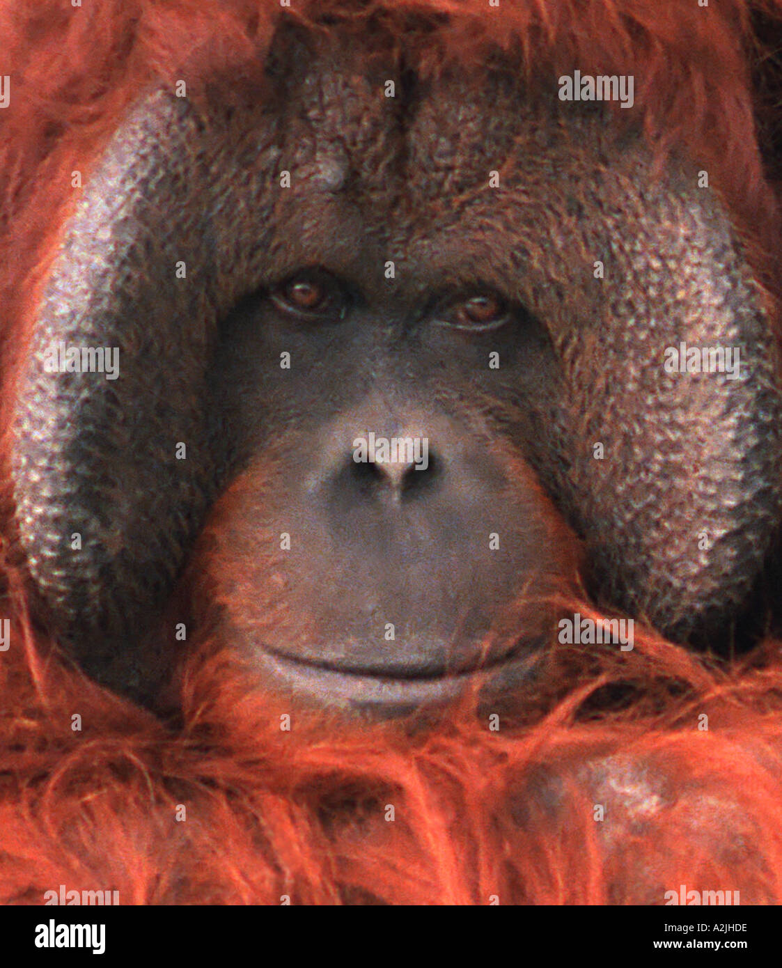 Affe Gesicht Tiere Stockfotografie Alamy
