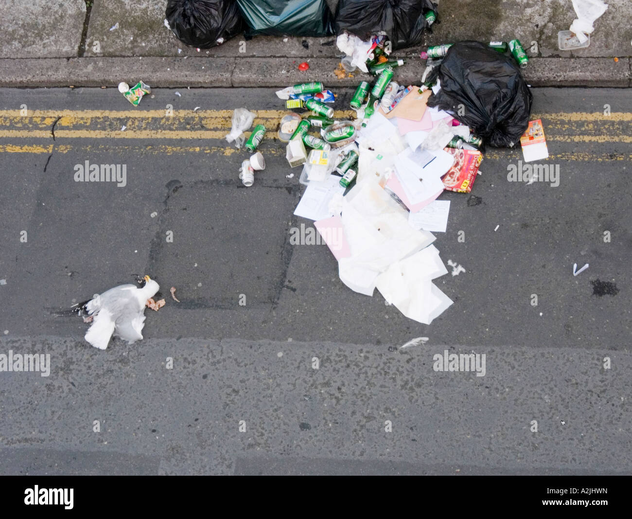 Tote Möwe, die einen Müllsack gepickt hatte, von einem Auto platt gemacht  Stockfotografie - Alamy