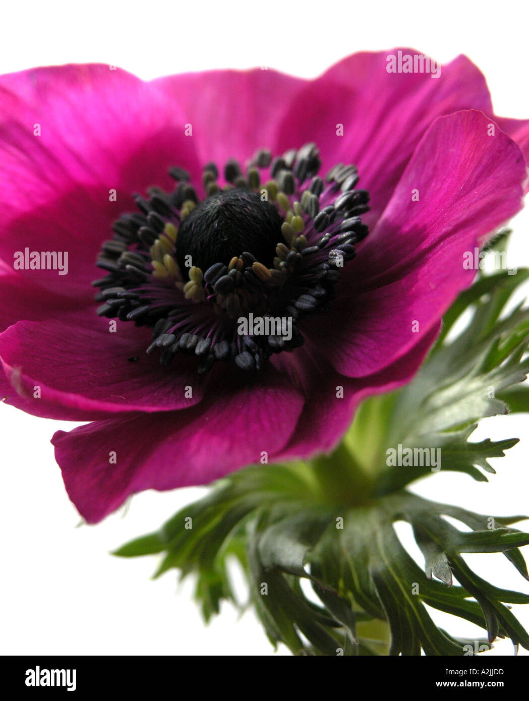 Rosa Anenome Blume mit Blätter auf einem weißen Hintergrund Stockfoto