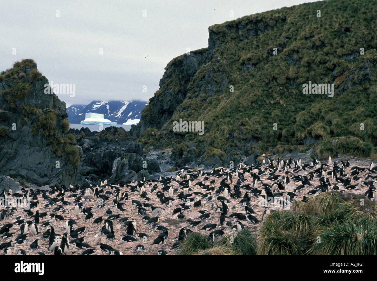Antarktis, subantarktischen Inseln, Süd-Georgien. Kinnriemen Penguin Rookery am Strand, mit Schläger grass Stockfoto