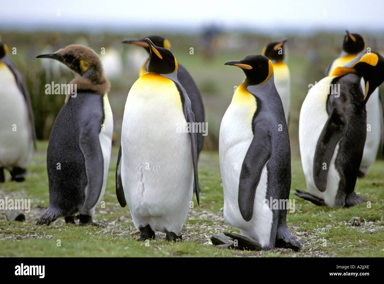 Antarktis, subantarktischen Inseln, Süd-Georgien. Königspinguine Stockfoto