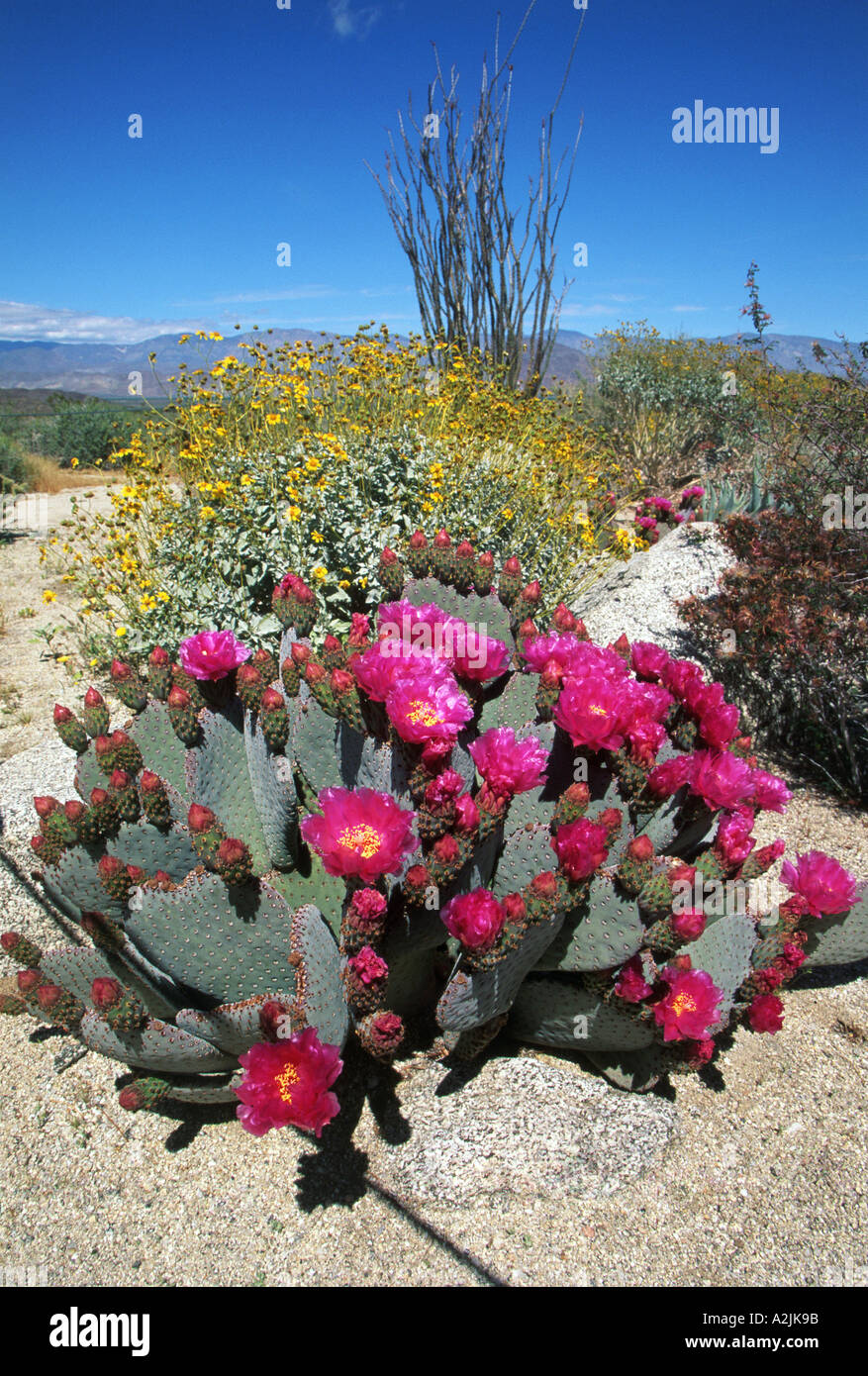 KAKTUS BLÜHT IN ARIZONA. Foto Tony Gale Stockfoto