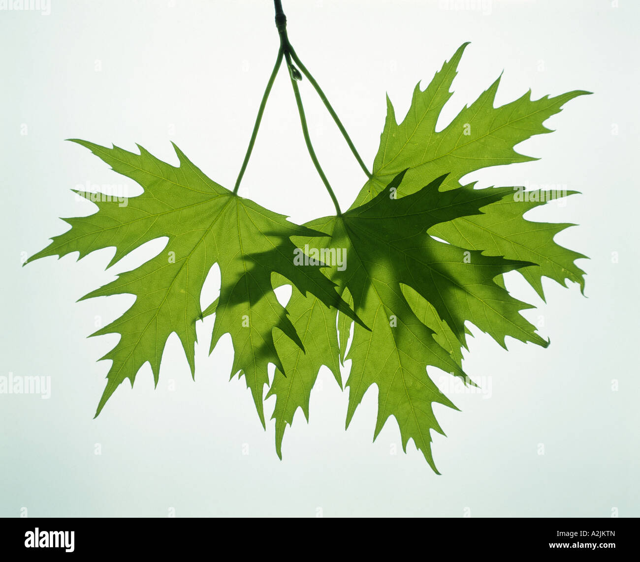 SILBER-AHORN, SOFT MAPLE ODER AHORN (ACER SACCHARINUM) BLÄTTER SIND ENTGEGENGESETZTE UND TIEF 5-GELAPPT, LANGE UND WIES Stockfoto