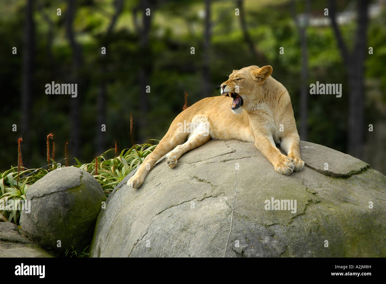 Afrikanischer Löwe (Panthera Leo) Stockfoto