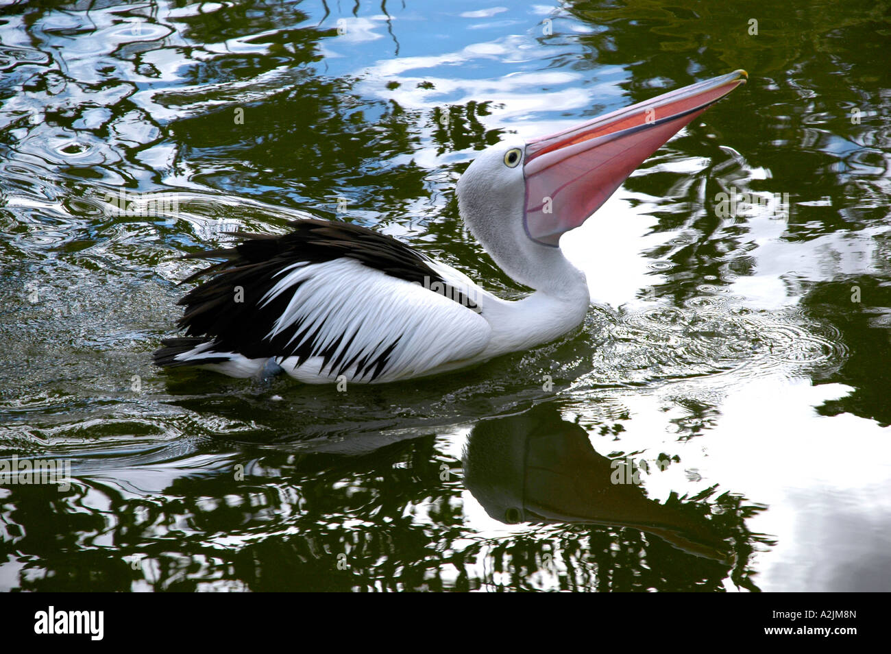 Australischer Pelikan (Pelecanus Conspicillatus) Stockfoto