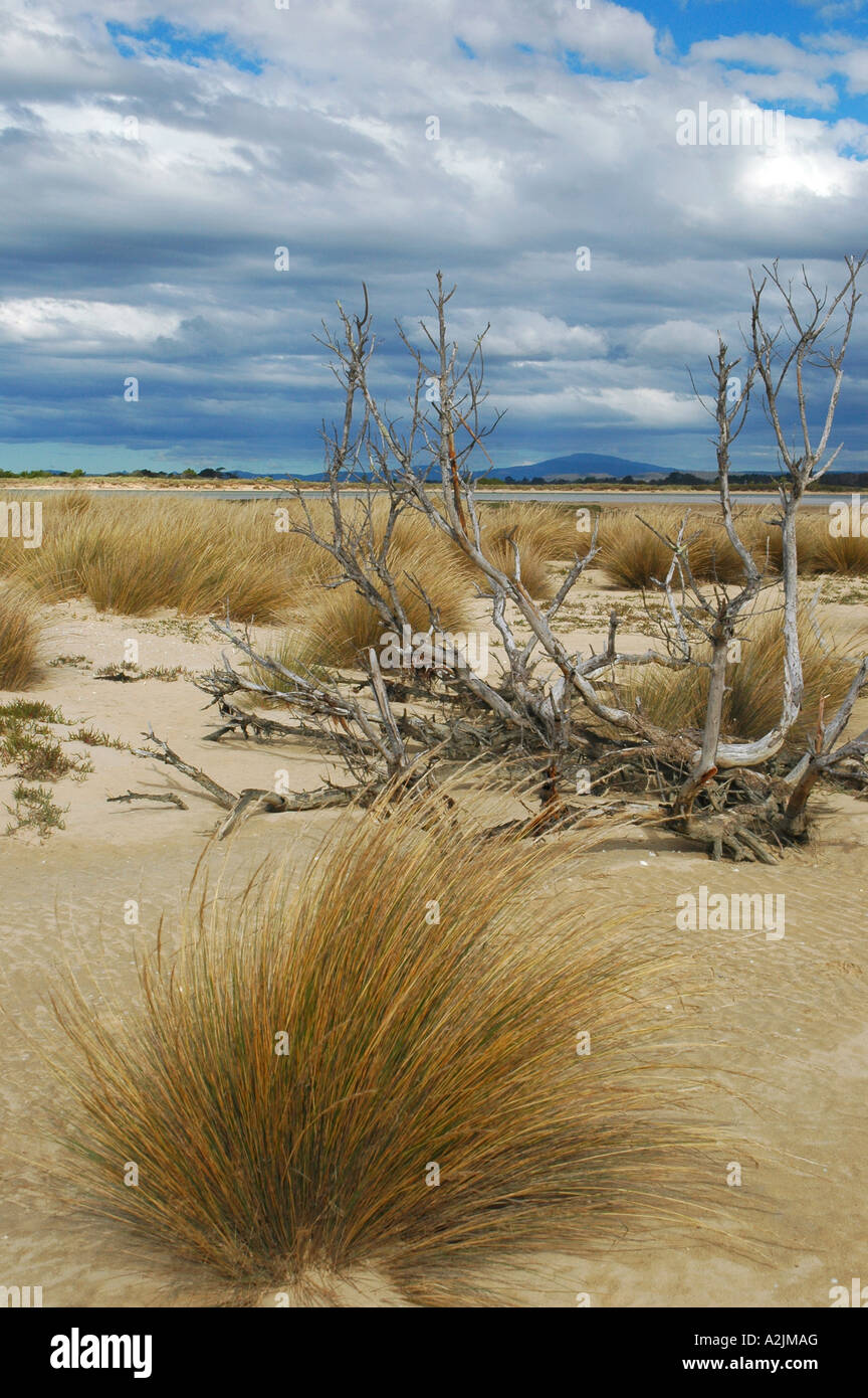 Bridport, Nordostküste Tasmanien, Australien Stockfoto