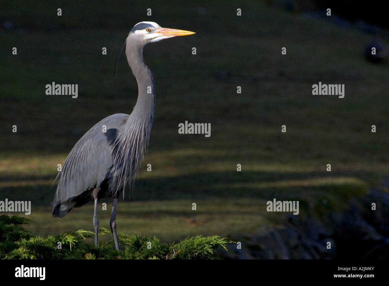 Great Blue Heron (Ardea Herodias Fannini). Stockfoto