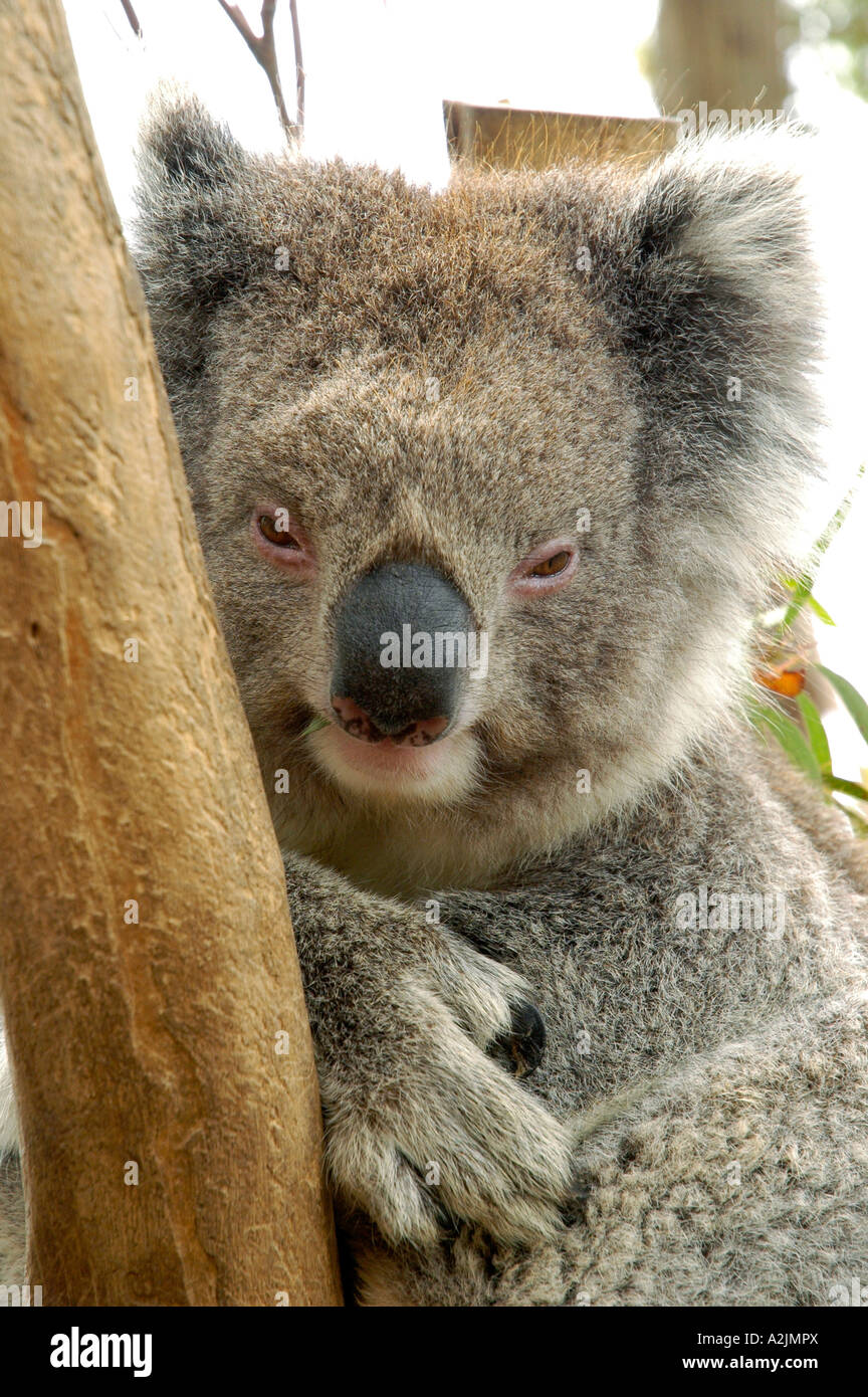 Koala-Nahaufnahme Stockfoto