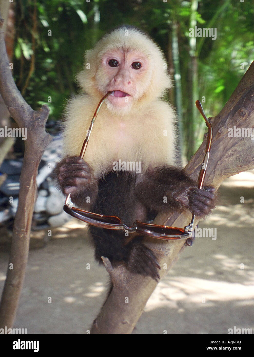 Fleißig Stockfoto