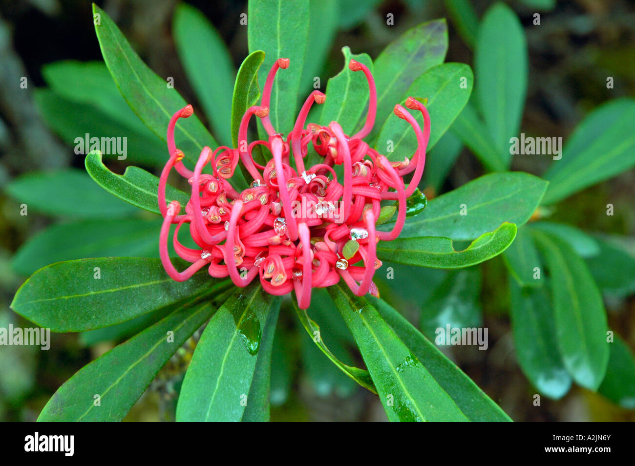 Waratah Blossom Stockfoto