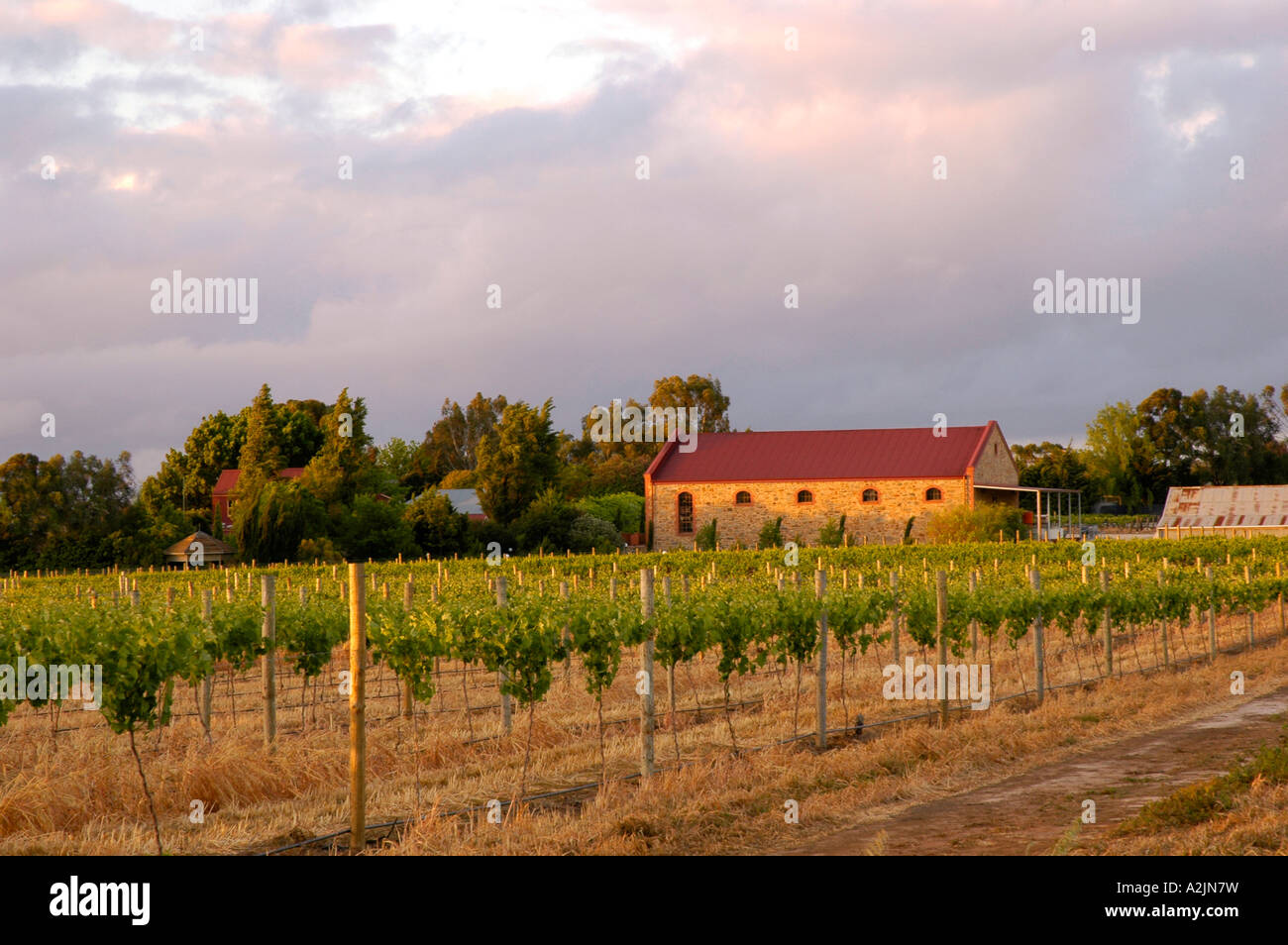 Steingebäude neben Weinreben im Barossa Valley, Australien Stockfoto