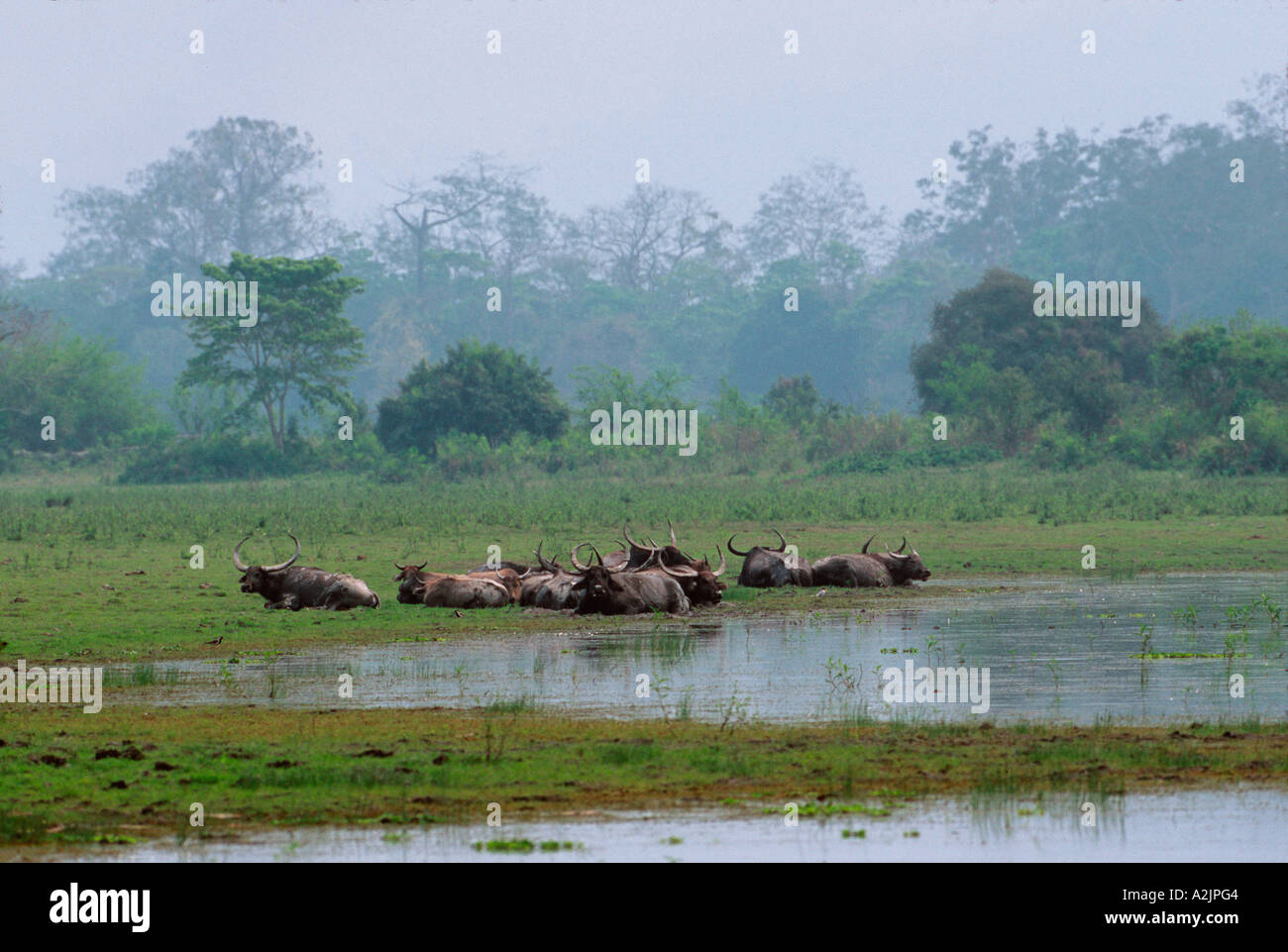 Wasserbüffel, Bubalus Arnee Kaziranga NAT ' l Park, Assam, Indien, Wasserbüffel, Ausruhen im natürlichen Lebensraum. Stockfoto