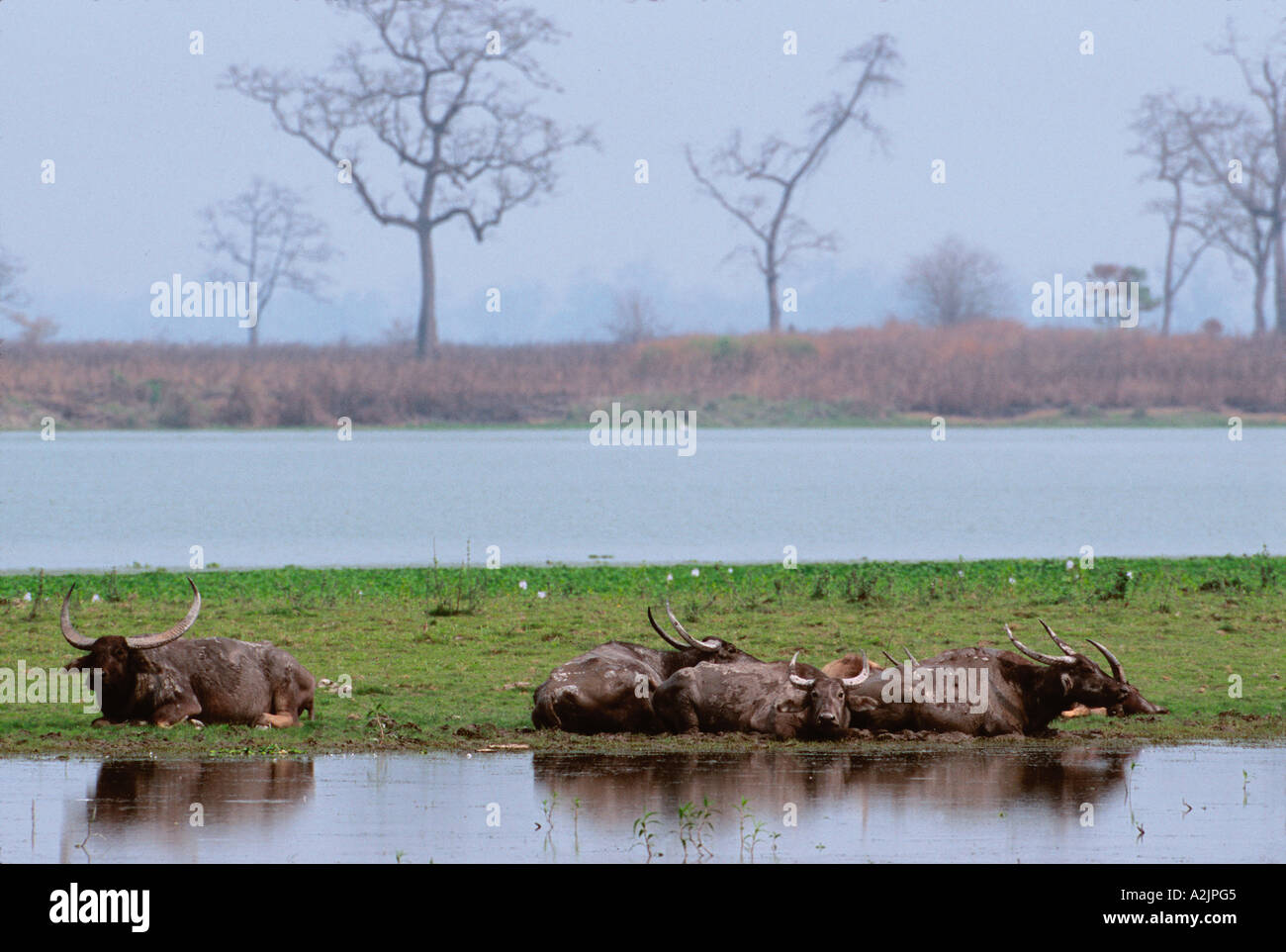 Wasserbüffel, Bubalus Arnee Kaziranga NAT ' l Park, Assam, Indien, Wasserbüffel, Ausruhen im natürlichen Lebensraum. Stockfoto