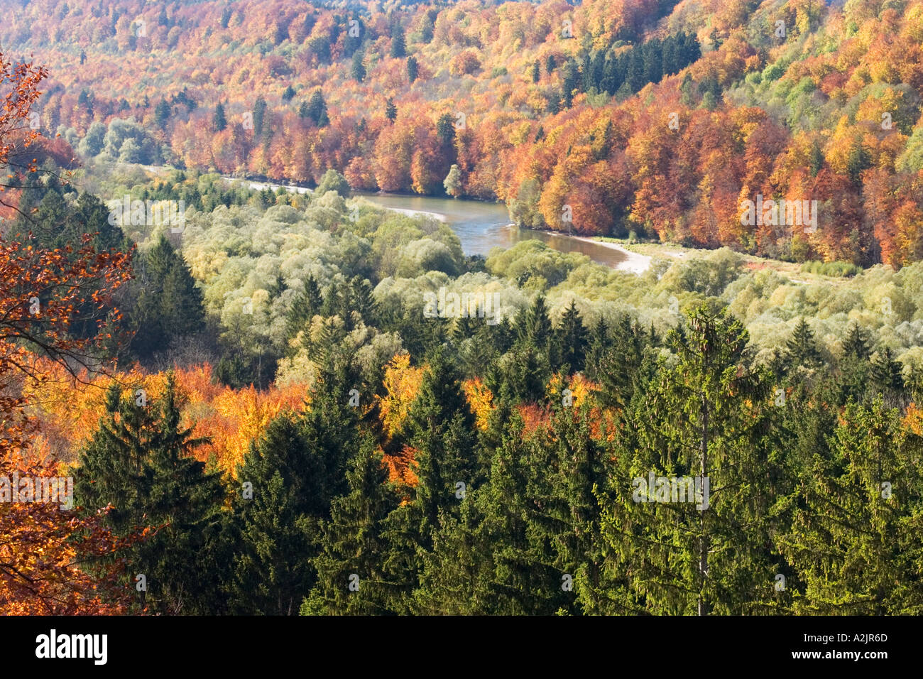 Herbstliche buchen-Isartal Pullach bei Bayern München Stockfoto