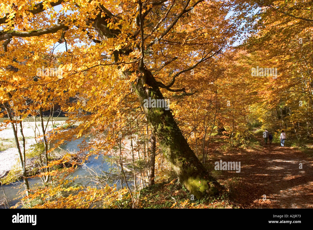 herbstlichen Wald Weg buchen Isar bei München Bayern Deutschland Stockfoto