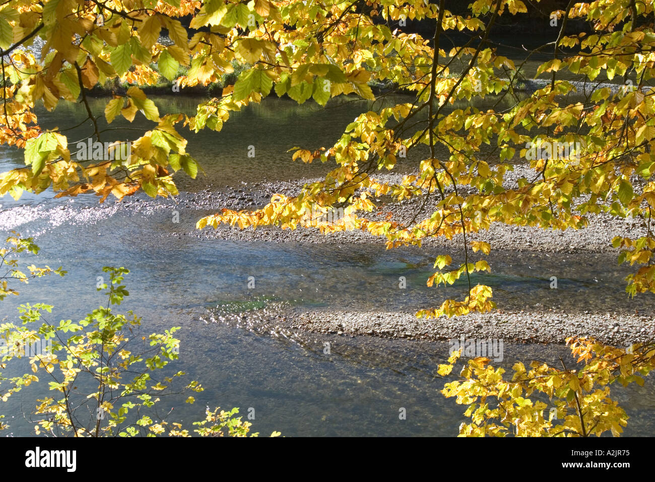Buche-Fluss Isar bei München Bayern Deutschland Stockfoto