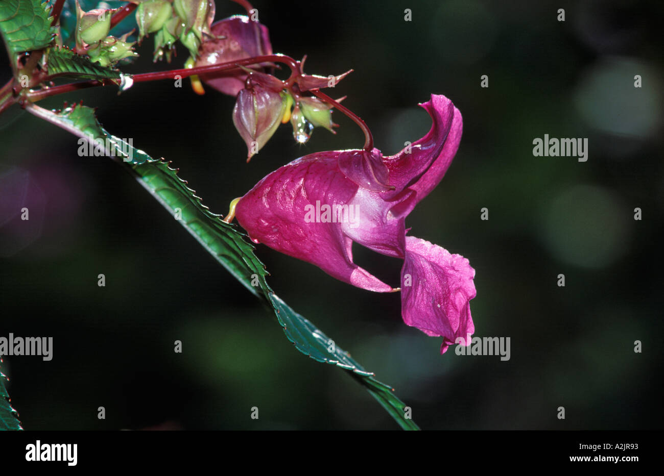 Indische Springkraut ornamentalen Springkraut Impatiens Glandulifera Deutschland Stockfoto