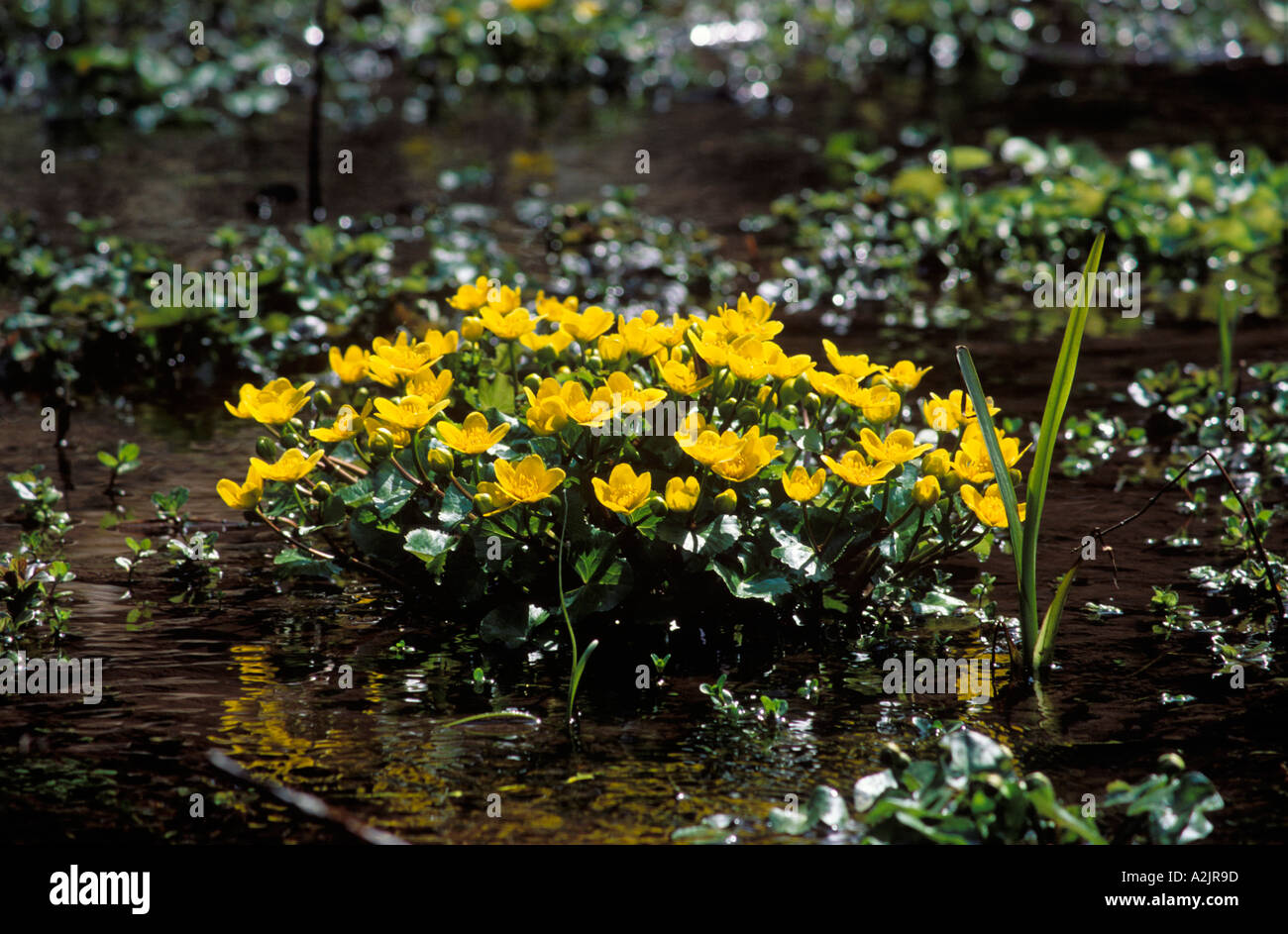 Marsh Marigold Caltha Palustris Deutschland gelb Stockfoto