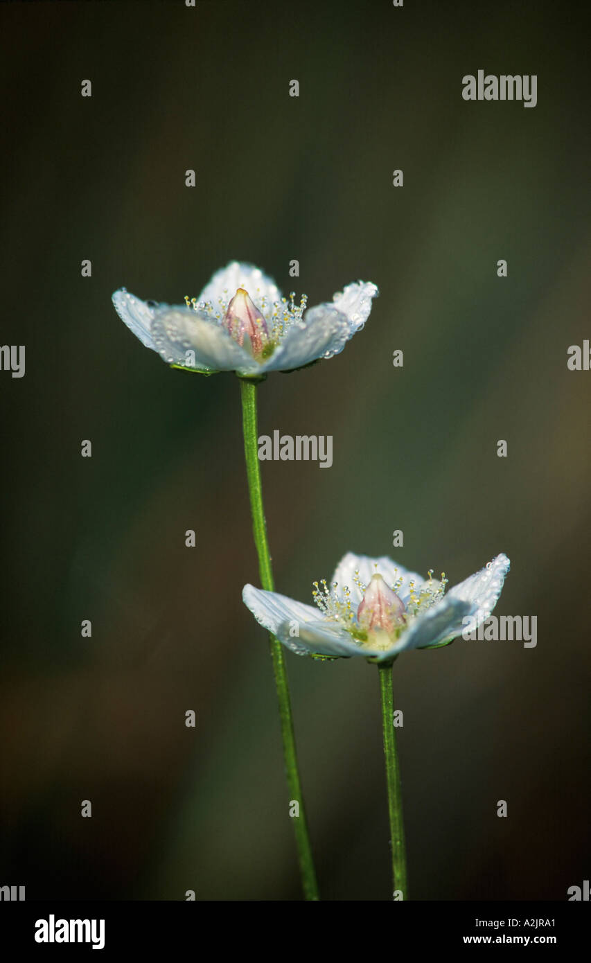 Nördlichen Grass Parnassus Moor Sterne Parnassia Palustris Deutschland Stockfoto