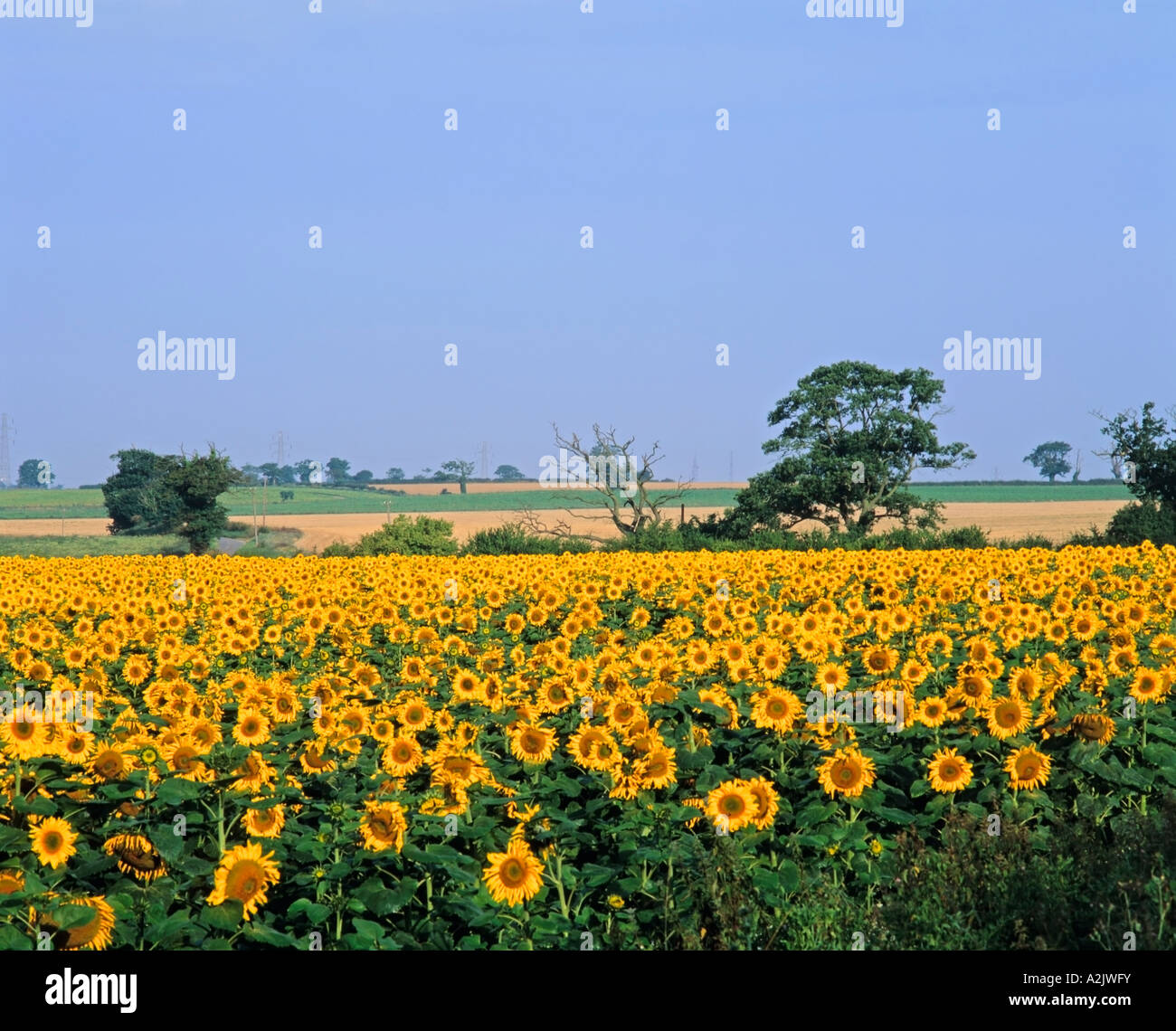 Sonnenblumenfeld in der Nähe von Norwich, Norfolk, England, Großbritannien Stockfoto