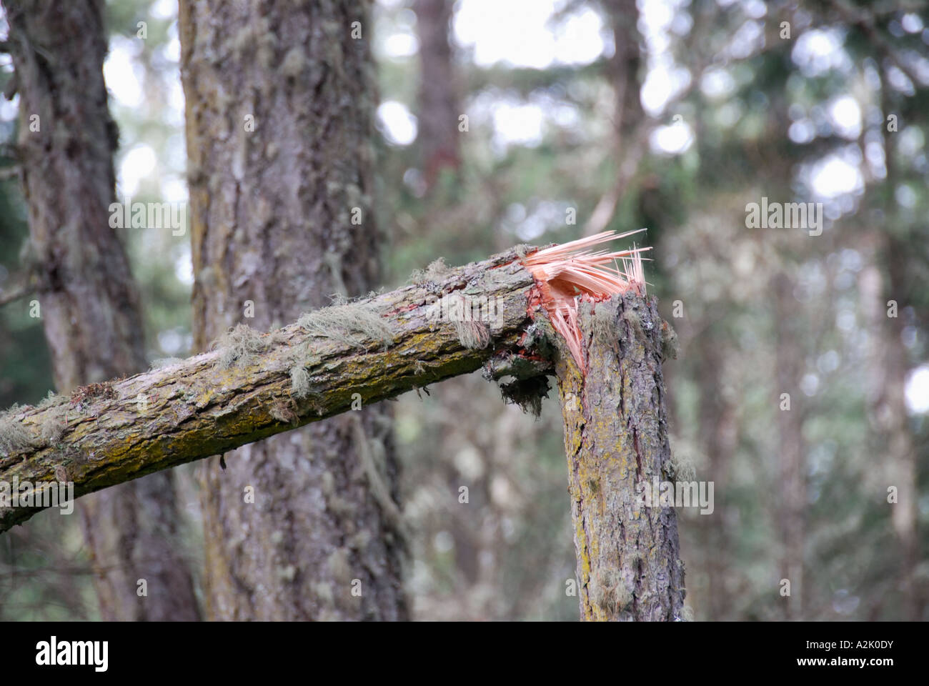 "Tanne ^ durch Sturm gebrochen". Stockfoto