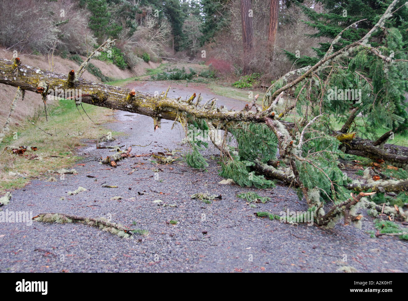 "Umgestürzten Baum blockiert Straße". Stockfoto