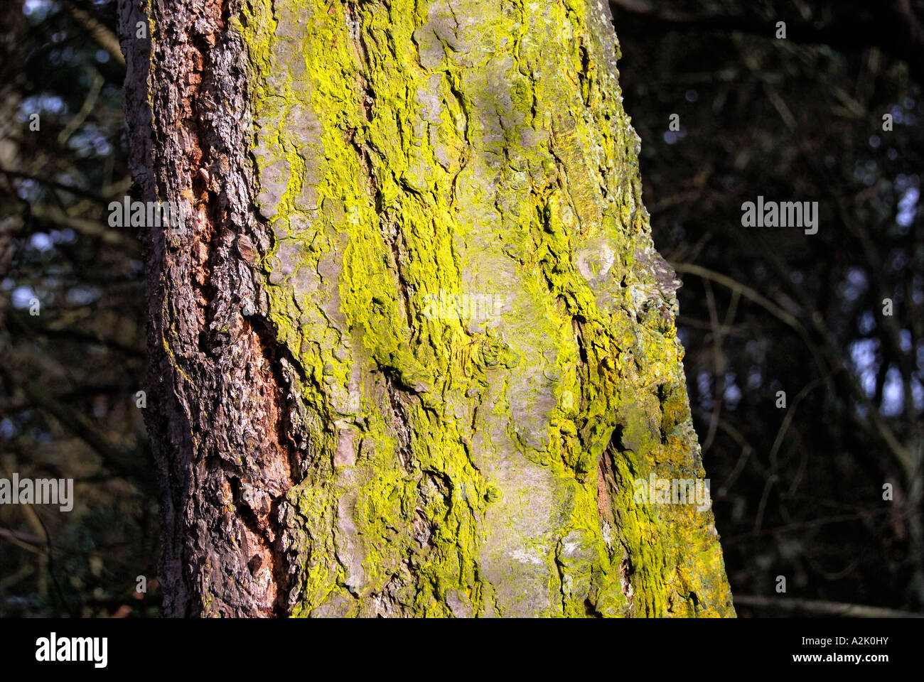 'Gelbe Flechten auf 'Douglasie' Baumrinde'. Stockfoto