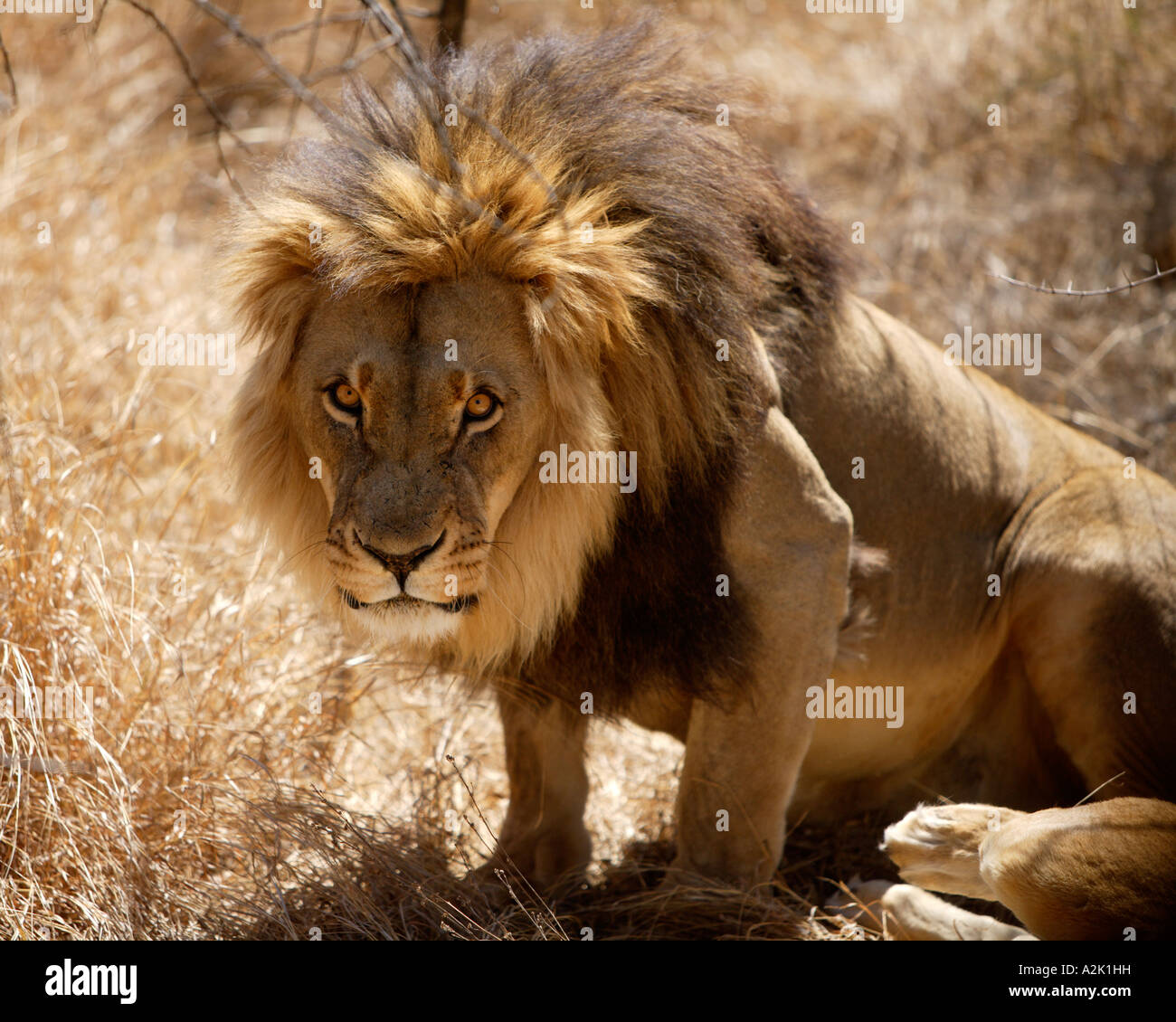 Löwen in Gefangenschaft, Panthera Leo Krugeri. Südafrika. Stockfoto