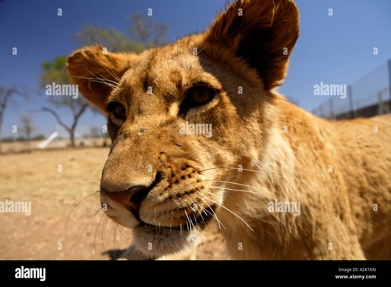 Löwen in Gefangenschaft, Panthera Leo Krugeri. Südafrika. Stockfoto