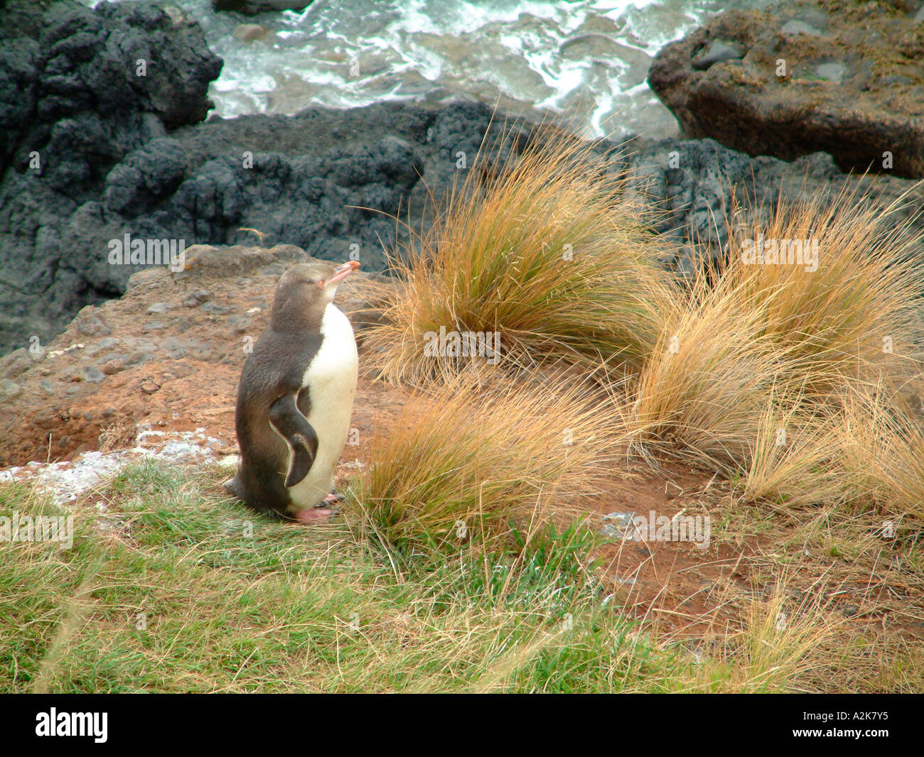 NZ.  Häutung Yellow eyed Pinguin (Megadyptes Antipodes). Stockfoto