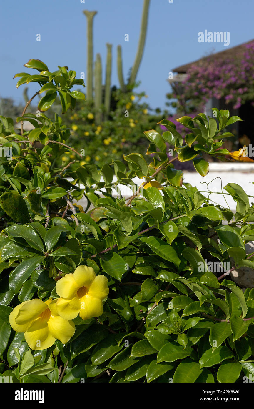 Aruba, gelbe Blumen, Kakteen und Privathaus Stockfoto