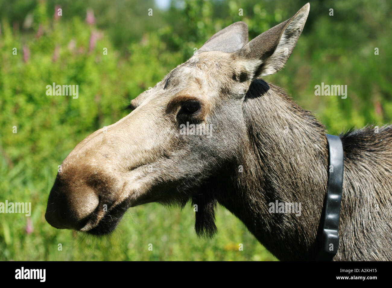 Porträt von einem Europäischen Elch mit einem Absender Nackenband in umschließen Oberlausitz Sachsen Deutschland Stockfoto