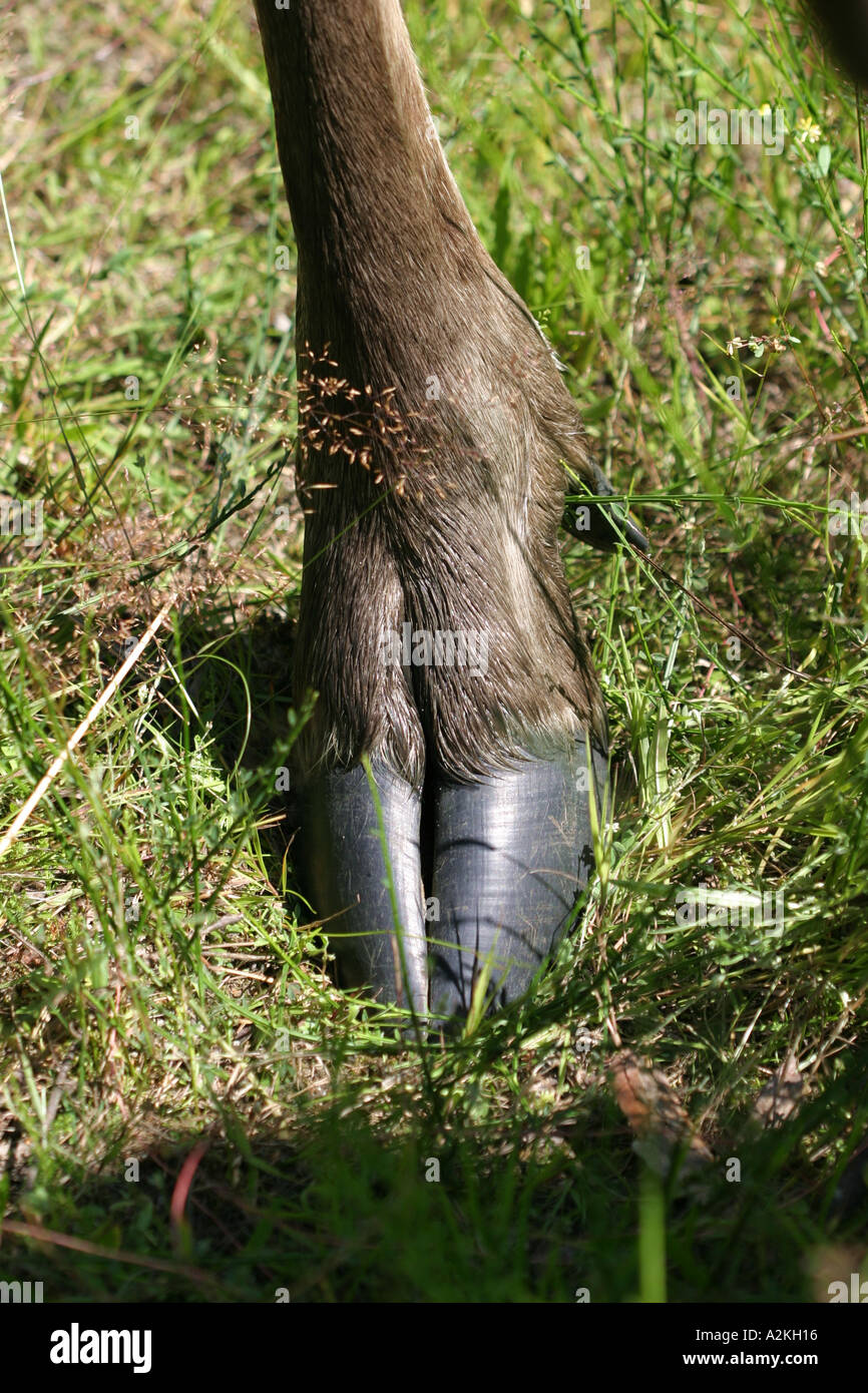 Huf einer Europäischen Elch Captive Oberlausitz Sachsen Deutschland Stockfoto