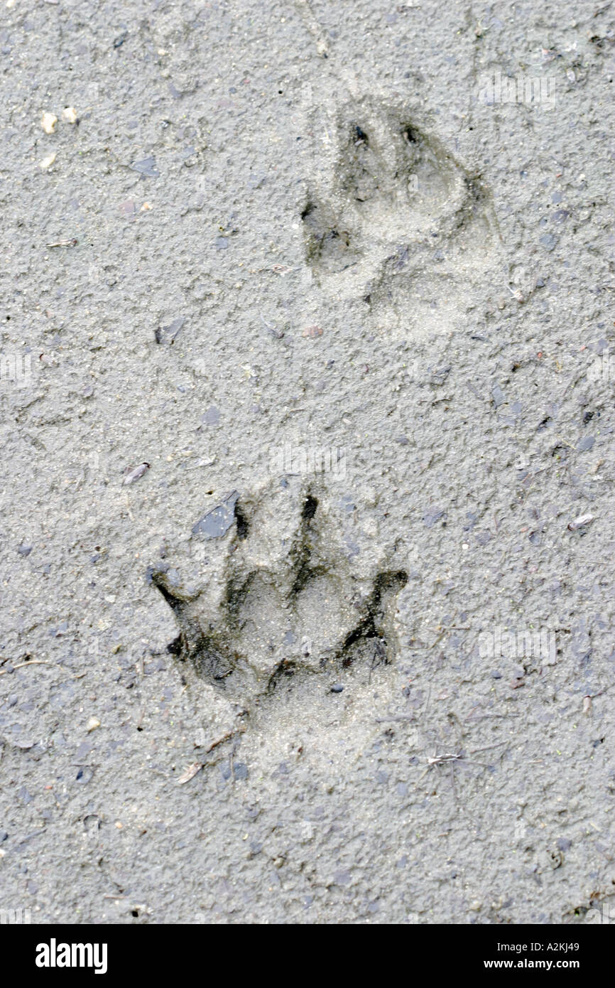 Überblick über ein Fuchs Vulpes Vulpes oben und ein Waschbär Hund Nyctereutes Procynoides unter Stockfoto